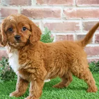 F1 Beau, a male Cavapoo for sale in Syracuse, IN – Photo 4 of 10