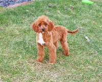 F1 Beau, a male Cavapoo for sale in Syracuse, IN – Photo 1 of 10