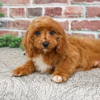 F1 Beau, a male Cavapoo for sale in Syracuse, IN – Photo 2 of 10