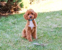 F1 Beau, a male Cavapoo for sale in Syracuse, IN – Photo 2 of 10