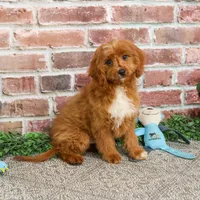 F1 Beau, a male Cavapoo for sale in Syracuse, IN – Photo 1 of 10