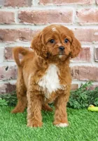 processed/17048cad-24e9-4b01-92b9-bebf3d8eeae9/listing/035e4fe0-1137-4c15-bd76-7eda70bfb9ae/88d68ffa-1b2b-4d84-97f1-c3cbf7e5d39d