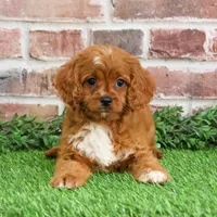 F1 Beau, a male Cavapoo for sale in Syracuse, IN – Photo 5 of 10