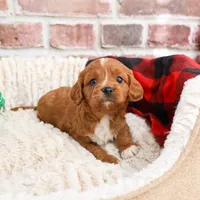 F1 Beau, a male Cavapoo for sale in Syracuse, IN – Photo 6 of 10