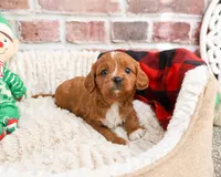 processed/17048cad-24e9-4b01-92b9-bebf3d8eeae9/listing/035e4fe0-1137-4c15-bd76-7eda70bfb9ae/a805698a-c296-42cf-96d6-1ced714fe1b9