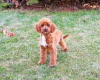 F1 Beau, a male Cavapoo for sale in Syracuse, IN – Photo 3 of 10