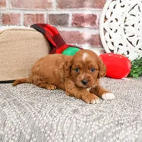 F1 Beau, a male Cavapoo for sale in Syracuse, IN – Photo 8 of 10