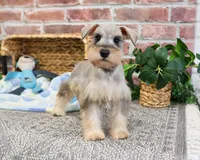 AKC Thor, a male Miniature Schnauzer for sale in Syracuse, IN – Photo 1 of 10