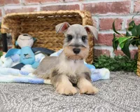 AKC Thor, a male Miniature Schnauzer for sale in Syracuse, IN – Photo 3 of 10