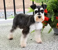 AKC Thor, a male Miniature Schnauzer for sale in Syracuse, IN – Photo 9 of 10