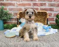 AKC Thor, a male Miniature Schnauzer for sale in Syracuse, IN – Photo 2 of 10