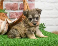 AKC Thor, a male Miniature Schnauzer for sale in Syracuse, IN – Photo 5 of 10