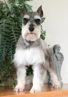 AKC Thor, a male Miniature Schnauzer for sale in Syracuse, IN – Photo 10 of 10