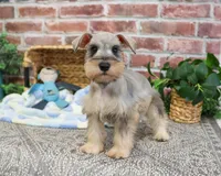 AKC Thor, a male Miniature Schnauzer for sale in Syracuse, IN – Photo 4 of 10