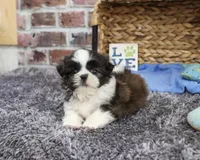 AKC Abel, a male Shih Tzu for sale in Syracuse, IN – 5 of 6