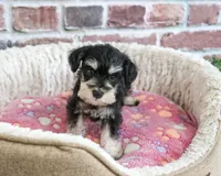 AKC Janelle, a female Miniature Schnauzer for sale in Syracuse, IN – 2 of 6