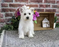 AKC Delight, a female West Highland White Terrier for sale in Syracuse, IN – 4 of 10