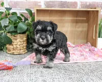 AKC Trina, a female Miniature Schnauzer for sale in Syracuse, IN – 3 of 5