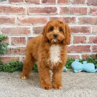 F1 Baxter, a male Cavapoo for sale in Syracuse, IN – Photo 3 of 10