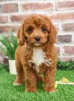 processed/17048cad-24e9-4b01-92b9-bebf3d8eeae9/listing/05cdaad0-7cf8-4c26-b790-a84970a95cc8/1c609f99-b9e4-4a1e-9799-d3fe156ca134