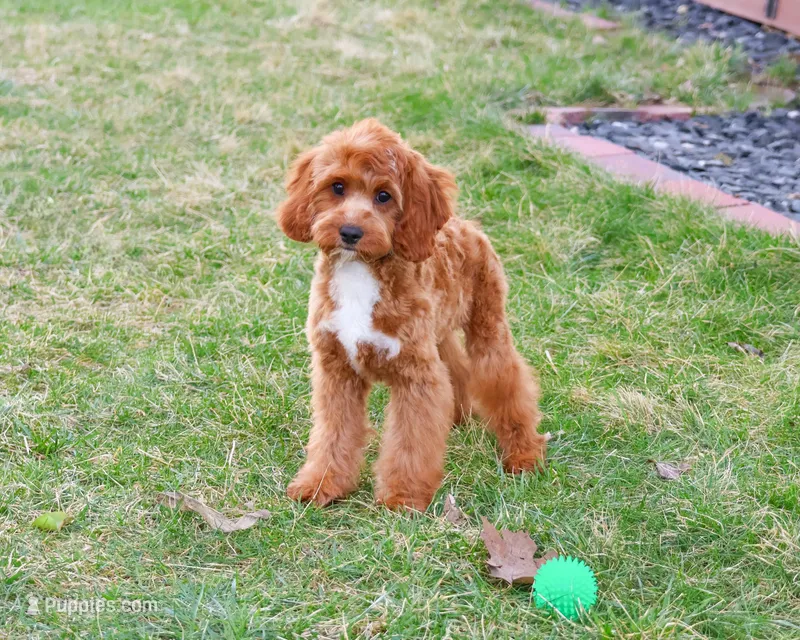 F1 Baxter – Cavapoo puppy for sale in Syracuse, IN