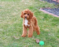 F1 Baxter, a male Cavapoo for sale in Syracuse, IN – Photo 1 of 10