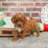 F1 Baxter, a male Cavapoo for sale in Syracuse, IN – Photo 7 of 10