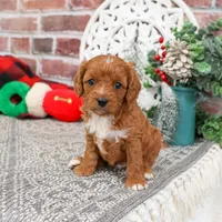 F1 Baxter, a male Cavapoo for sale in Syracuse, IN – Photo 6 of 10
