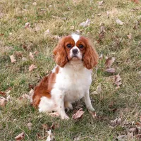 F1 Baxter, a male Cavapoo for sale in Syracuse, IN – Photo 9 of 10