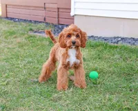 F1 Baxter, a male Cavapoo for sale in Syracuse, IN – Photo 3 of 10