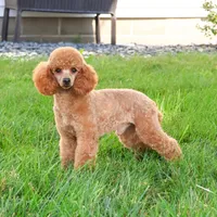 F1 Baxter, a male Cavapoo for sale in Syracuse, IN – Photo 10 of 10