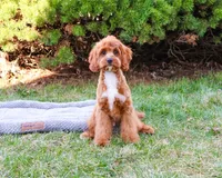 F1 Baxter, a male Cavapoo for sale in Syracuse, IN – Photo 2 of 10