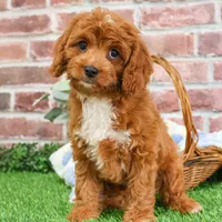 F1 Baxter, a male Cavapoo for sale in Syracuse, IN – Photo 4 of 10