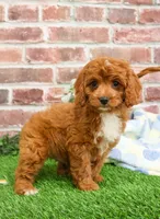 processed/17048cad-24e9-4b01-92b9-bebf3d8eeae9/listing/05cdaad0-7cf8-4c26-b790-a84970a95cc8/e11e3b68-e747-454d-aeea-f6cfaffffbe2