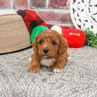 F1 Baxter, a male Cavapoo for sale in Syracuse, IN – Photo 8 of 10