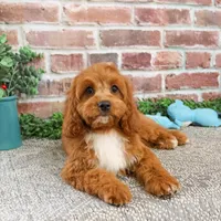 F1 Baxter, a male Cavapoo for sale in Syracuse, IN – Photo 2 of 10