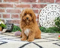 F1B Frappe, a female Cavapoo for sale in Syracuse, IN – 1 of 5
