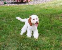 F1 Emerald, a female Cavapoo for sale in Syracuse, IN – 2 of 10