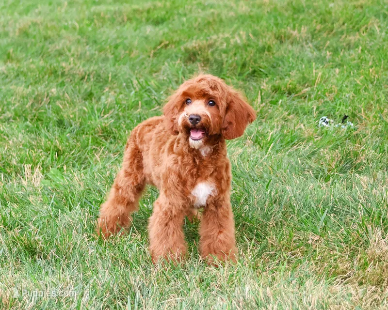 F1B Illius  – Cavapoo puppy for sale in Syracuse, IN