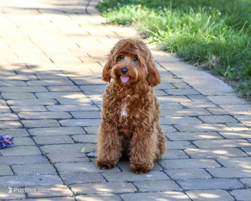 F1B Noelle  – Cavapoo puppy for sale in Syracuse, IN