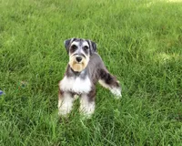 AKC Champ, a male Miniature Schnauzer for sale in Syracuse, IN – 1 of 5