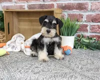 AKC Jeremy , a male Miniature Schnauzer for sale in Syracuse, IN – 1 of 10