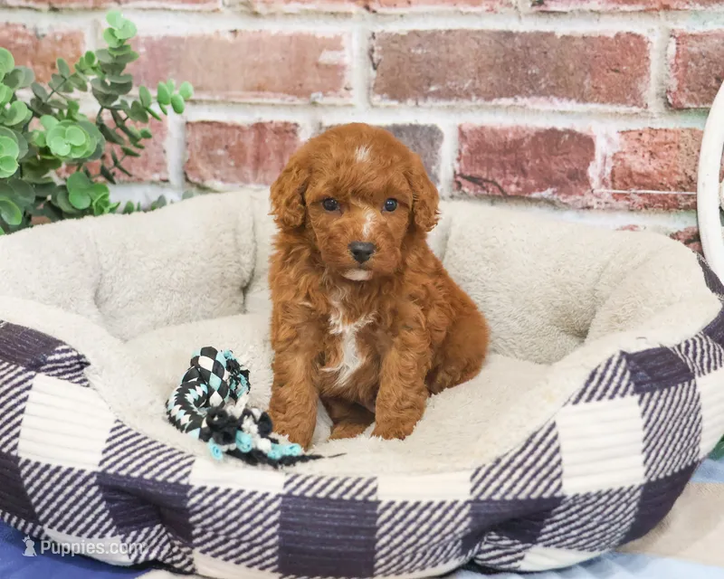 F1B Strudel – Cavapoo puppy for sale in Syracuse, IN