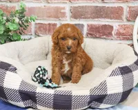 F1B Strudel, a male Cavapoo for sale in Syracuse, IN – 1 of 6