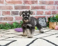 AKC Hannah, a female Miniature Schnauzer for sale in Syracuse, IN – 3 of 5