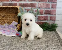 AKC Delight, a female West Highland White Terrier for sale in Syracuse, IN – 2 of 6