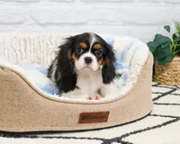 AKC Kaiden , a male Cavalier King Charles Spaniel for sale in Syracuse, IN – 2 of 10