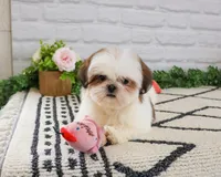 AKC Freckles , a female Shih Tzu for sale in Syracuse, IN – Photo 1 of 9