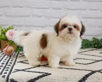 AKC Freckles , a female Shih Tzu for sale in Syracuse, IN – Photo 3 of 9