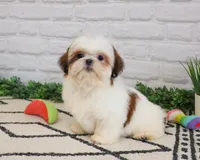 AKC Freckles , a female Shih Tzu for sale in Syracuse, IN – Photo 5 of 9